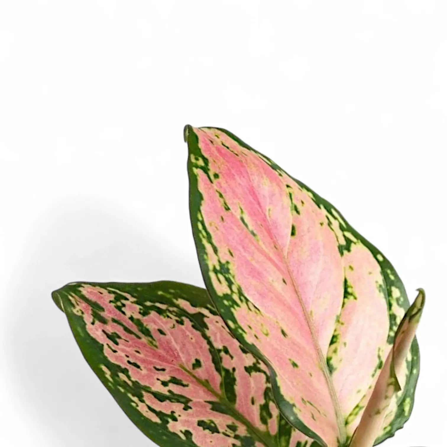 Aglaonema 'Pink Princess' leaf close-up on white background.