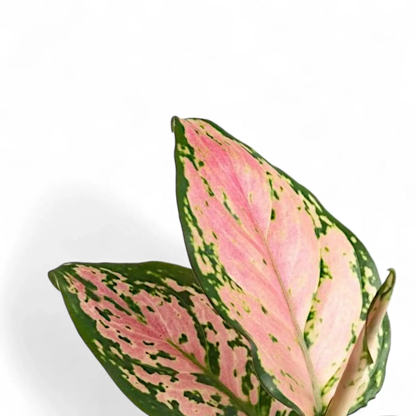 Aglaonema 'Pink Princess' leaf close-up on white background.
