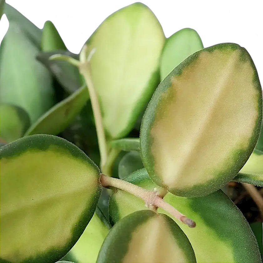 Nahaufnahme eines Blatts von Hoya burtoniae variegata vor weißem Hintergrund.