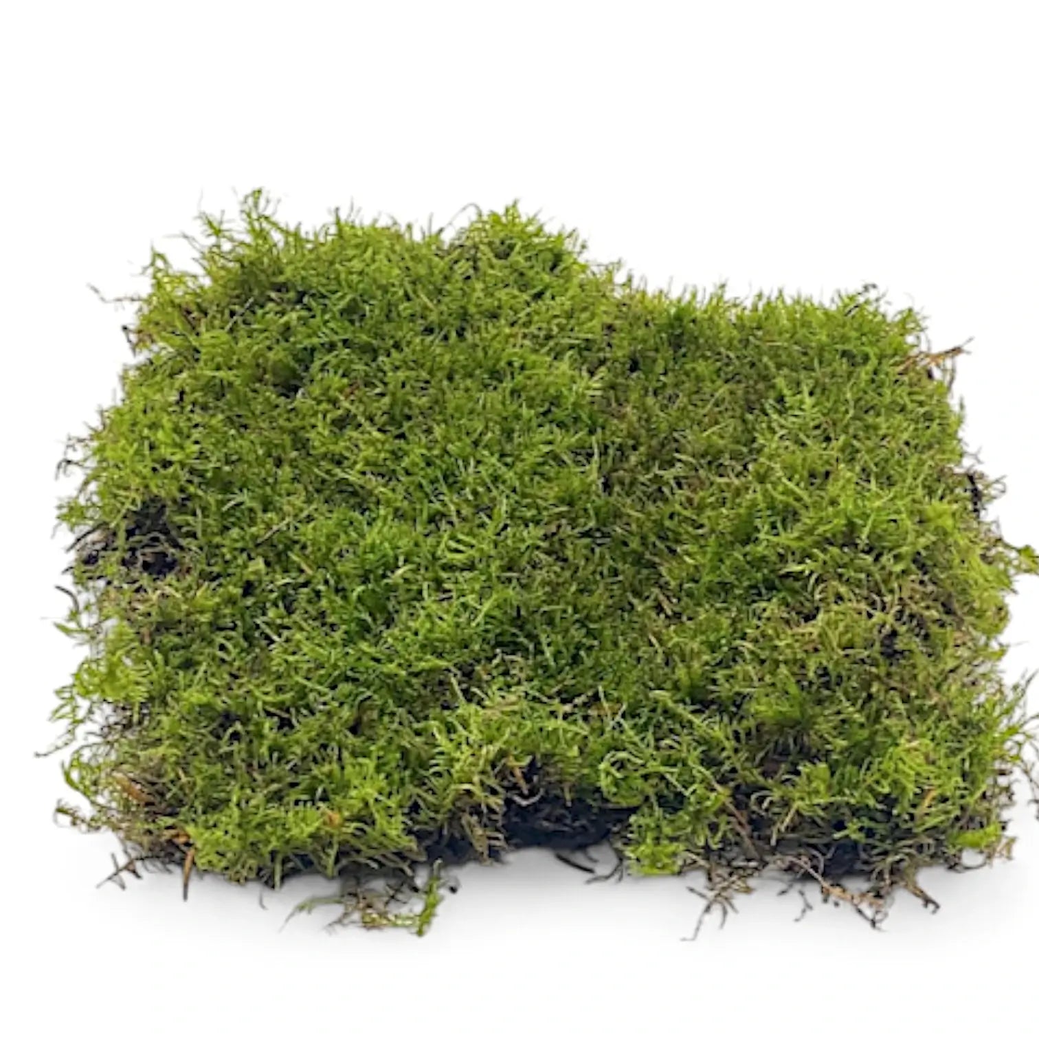 Live Sheet Moss leaf close-up on white background.