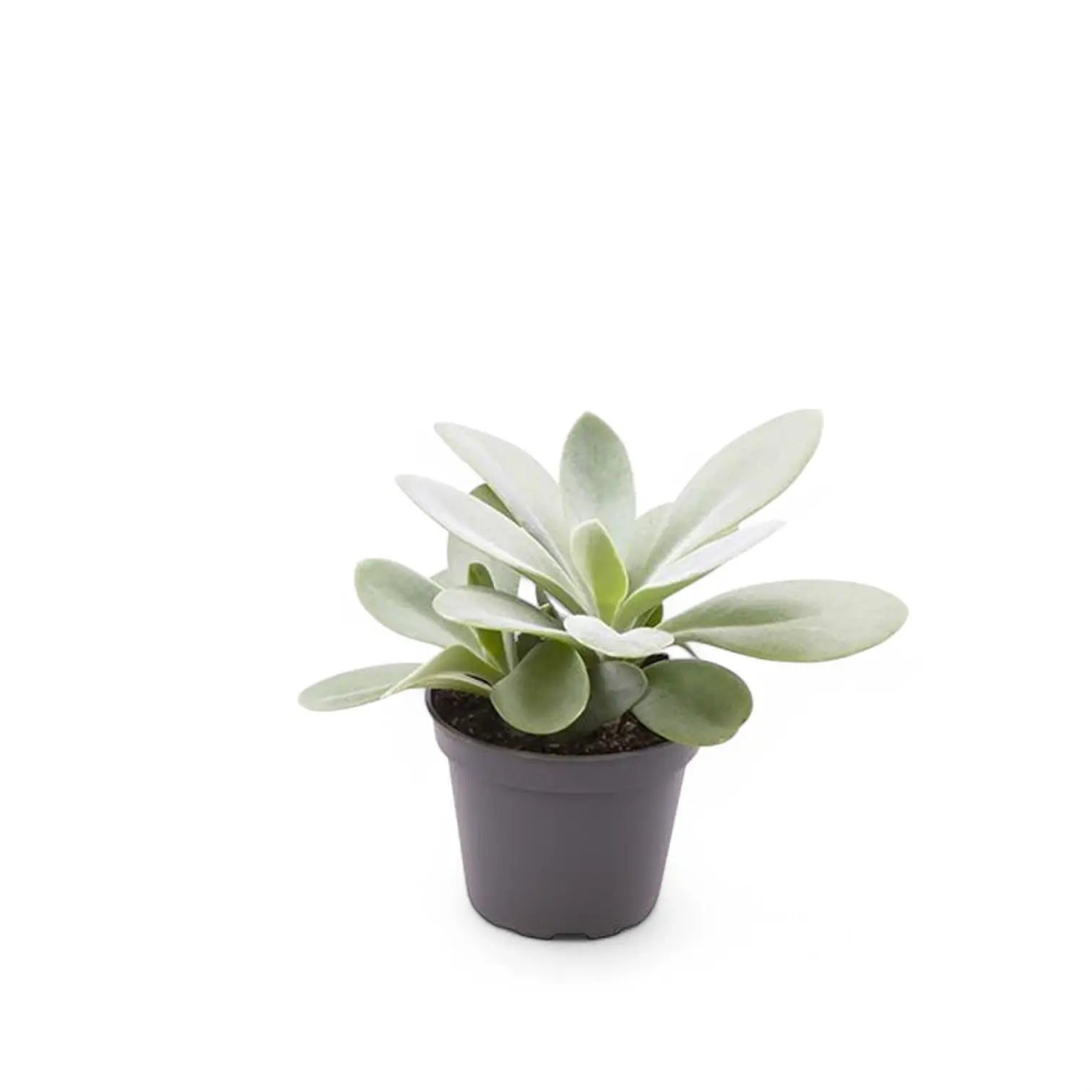 Kleinia cephalophora potted houseplant in nursery pot on white background, product photo 3.