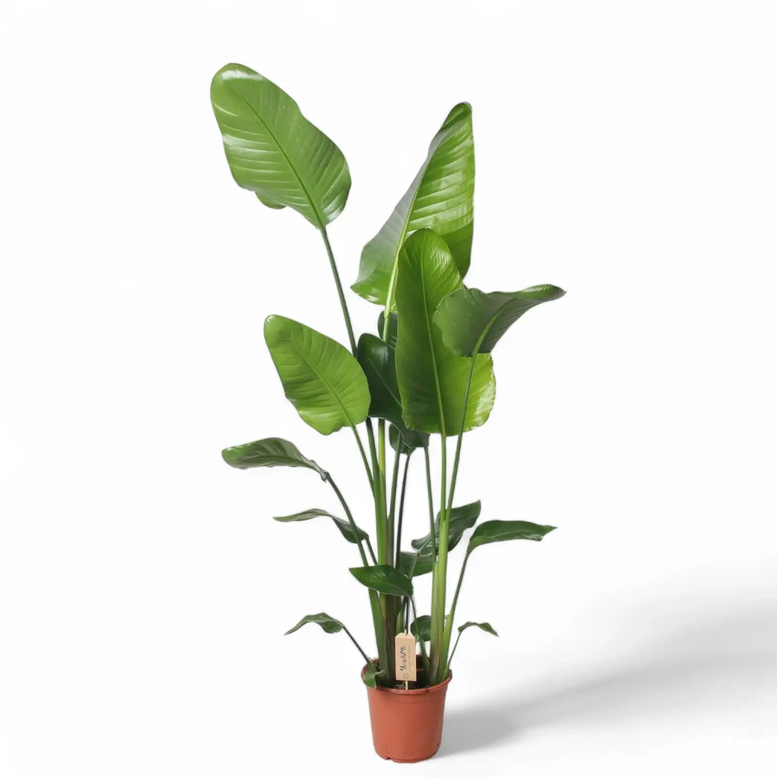 Strelitzia nicolai potted houseplant in nursery pot on white background, product photo 9.