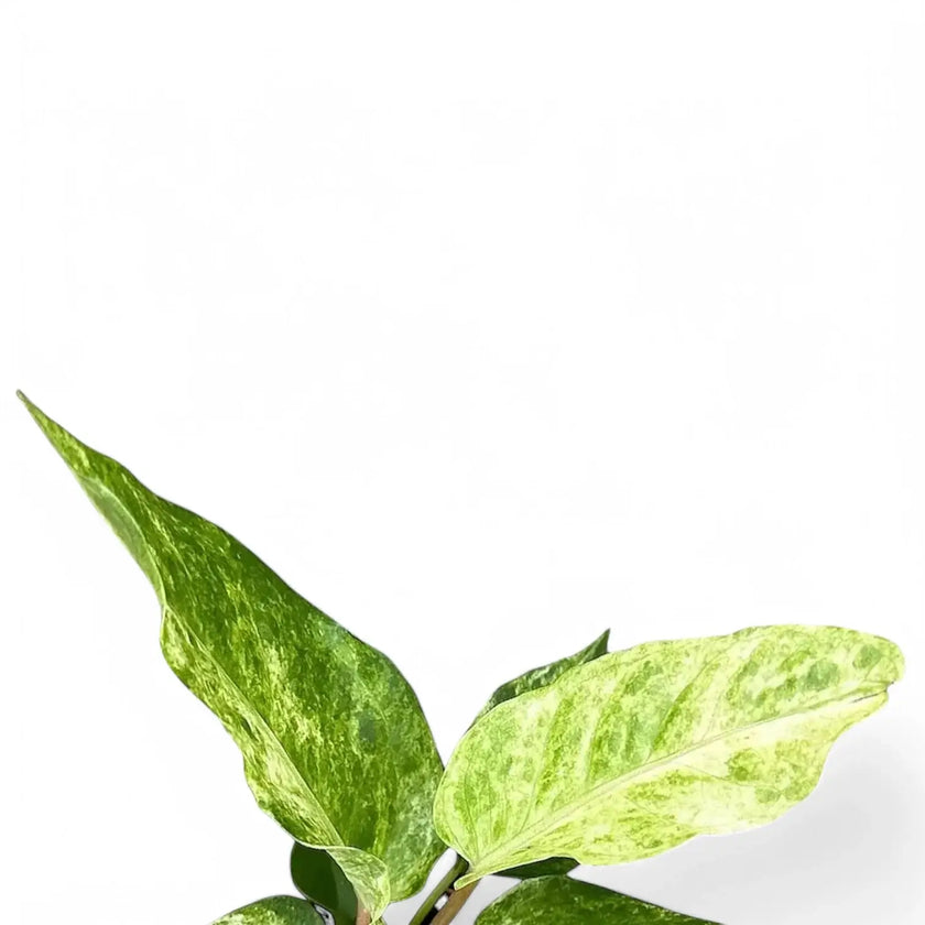 Anthurium bonplandii variegata leaf close-up on white background.