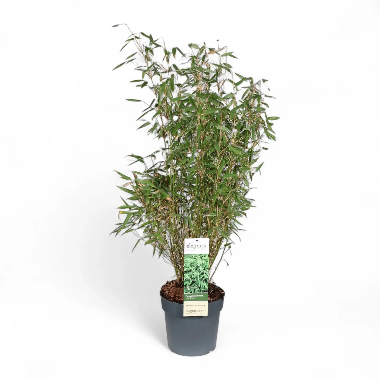 Fargesia murielae 'Light Green' potted houseplant in nursery pot on white background, product photo 3.