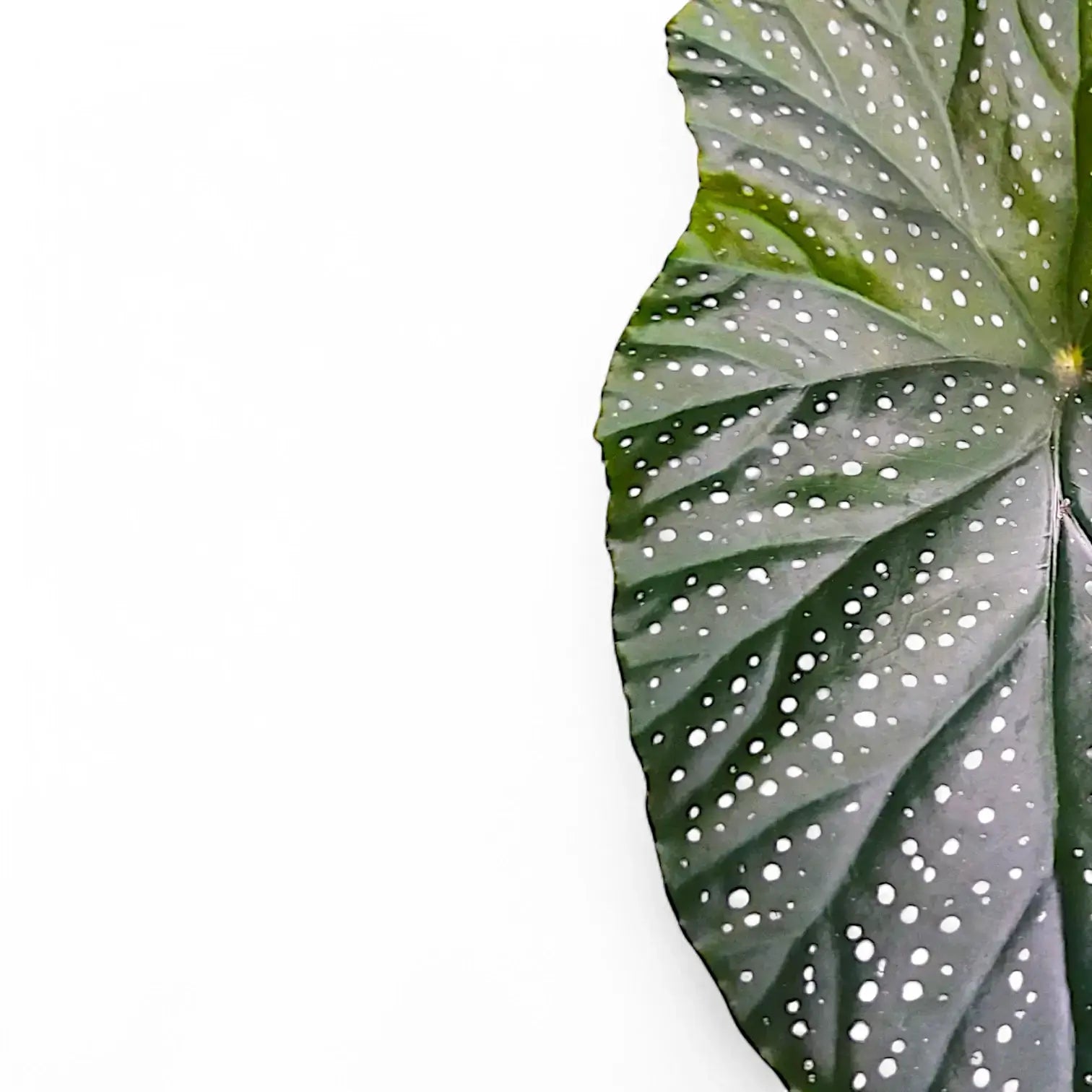 Begonia corallina 'Wings' (Begonia corallina 'Lucerna') – Blatt-Detailaufnahme auf weißem Hintergrund.