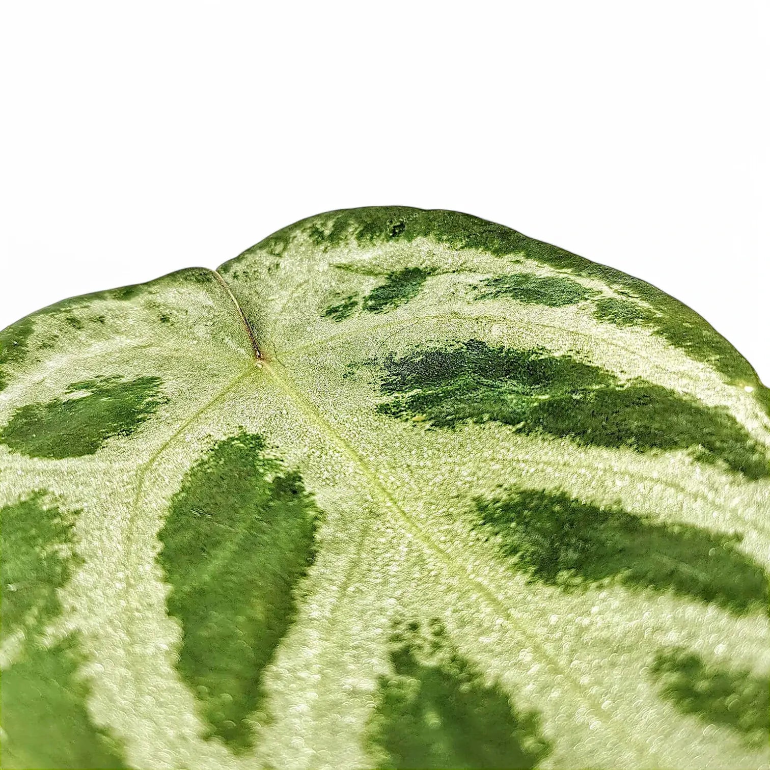 Anthurium 'Dorayaki' leaf close-up on white background.