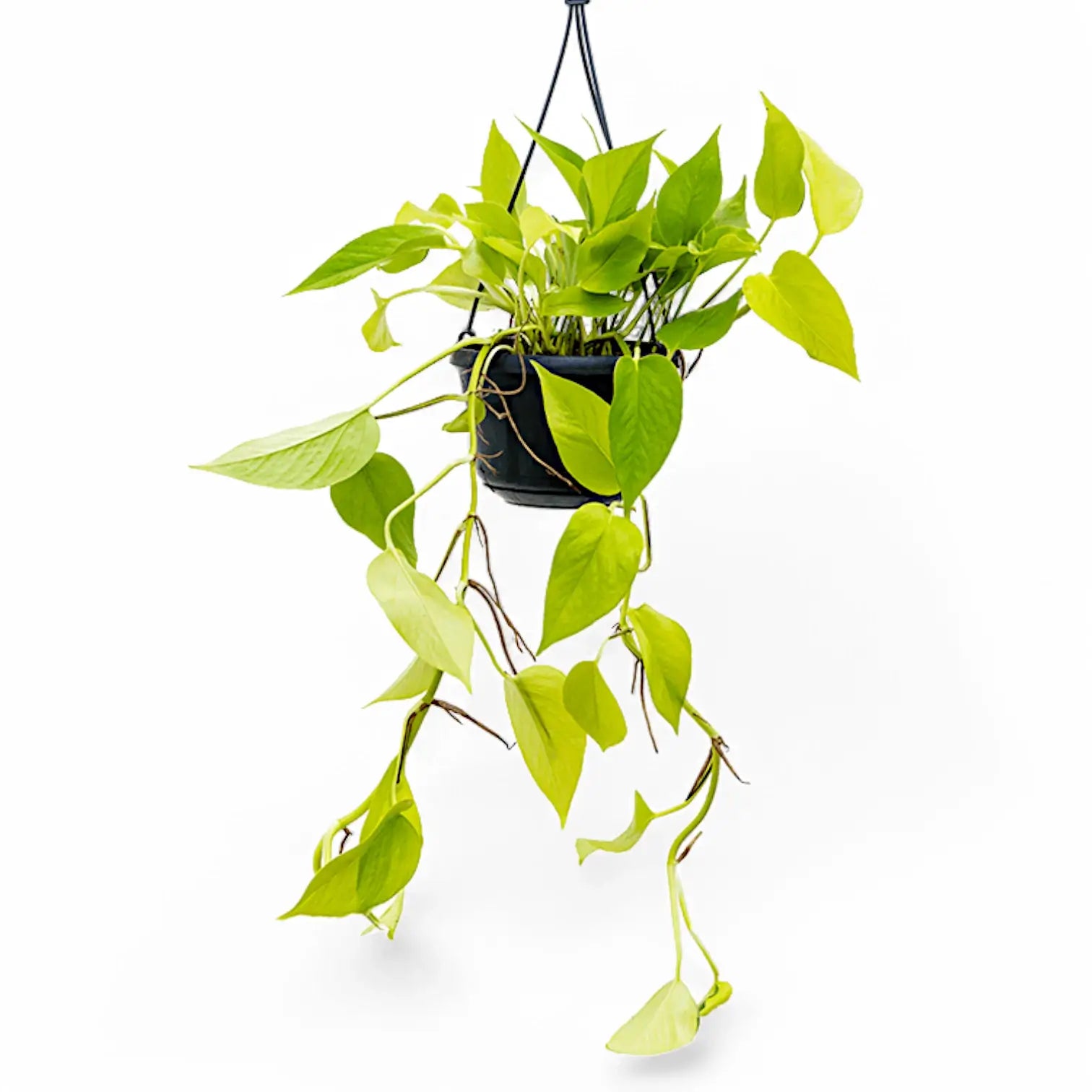 Epipremnum aureum 'Neon' ('Neon Pothos', 'Golden Pothos') potted houseplant in nursery pot on white background, product photo 5.