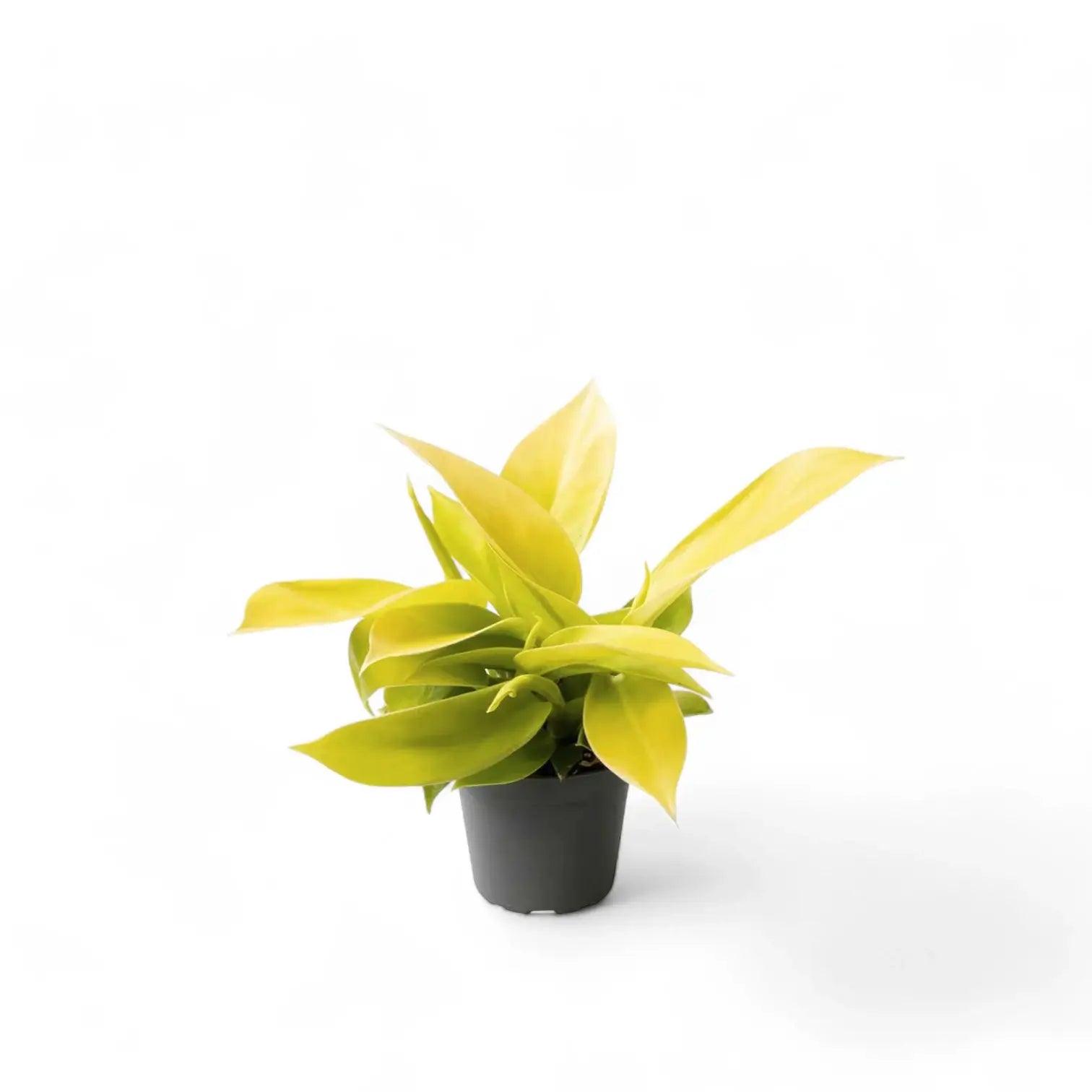 Philodendron 'Moonlight' potted houseplant in nursery pot on white background, product photo 7.