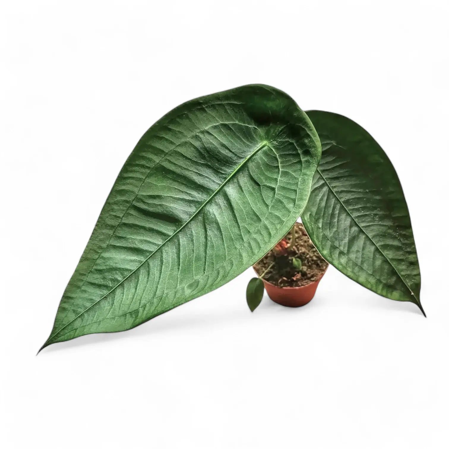 Anthurium peltigerum potted houseplant in nursery pot on white background, product photo 11.