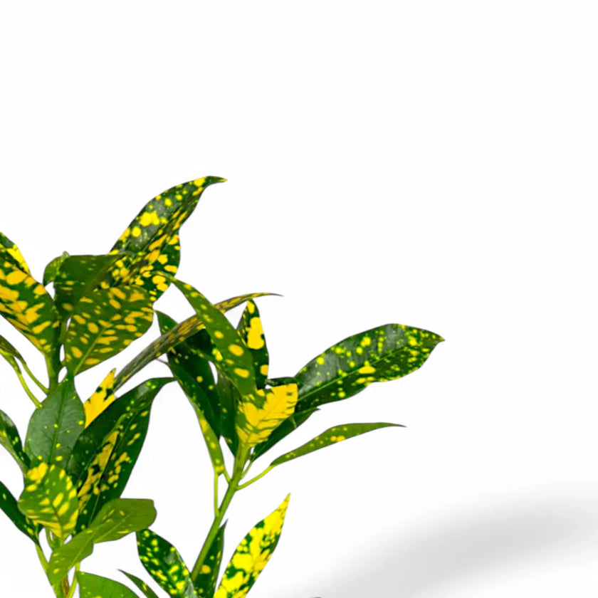 Nahaufnahme eines Blatts von Codiaeum variegatum 'Aucubaefolia' vor weißem Hintergrund.