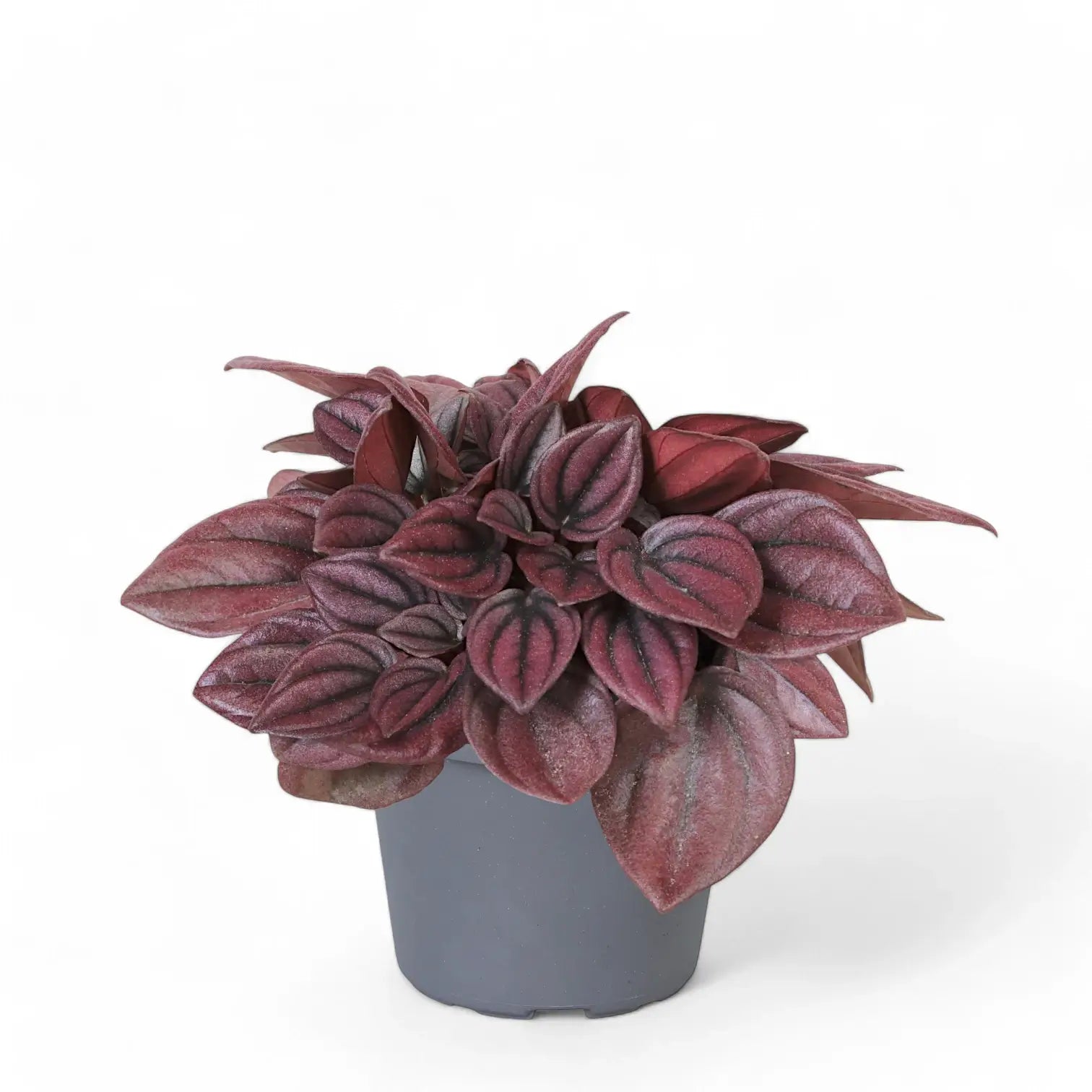 Peperomia caperata 'Cayenne' – Zimmerpflanze im Kulturtopf auf weißem Hintergrund, Produktfoto 3.