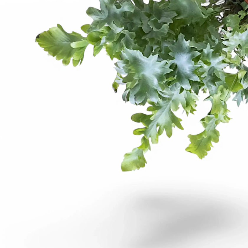 Nahaufnahme eines Wedels von Phlebodium aureum 'Davana' vor weißem Hintergrund.