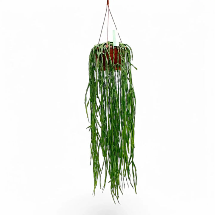 Rhipsalis pacheco leonis ssp. catenulata – Zimmerpflanze im Kulturtopf auf weißem Hintergrund, Produktfoto 2.