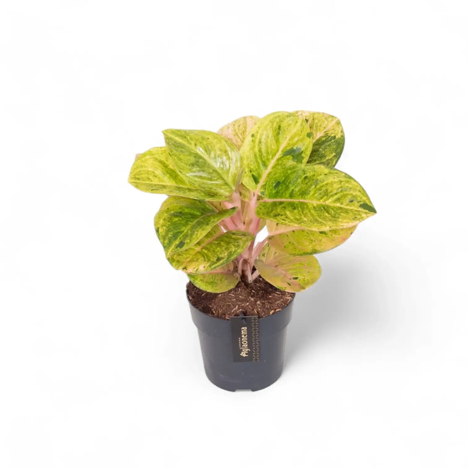 Aglaonema 'Apple Fantasy' potted houseplant in nursery pot on white background, product photo 6.
