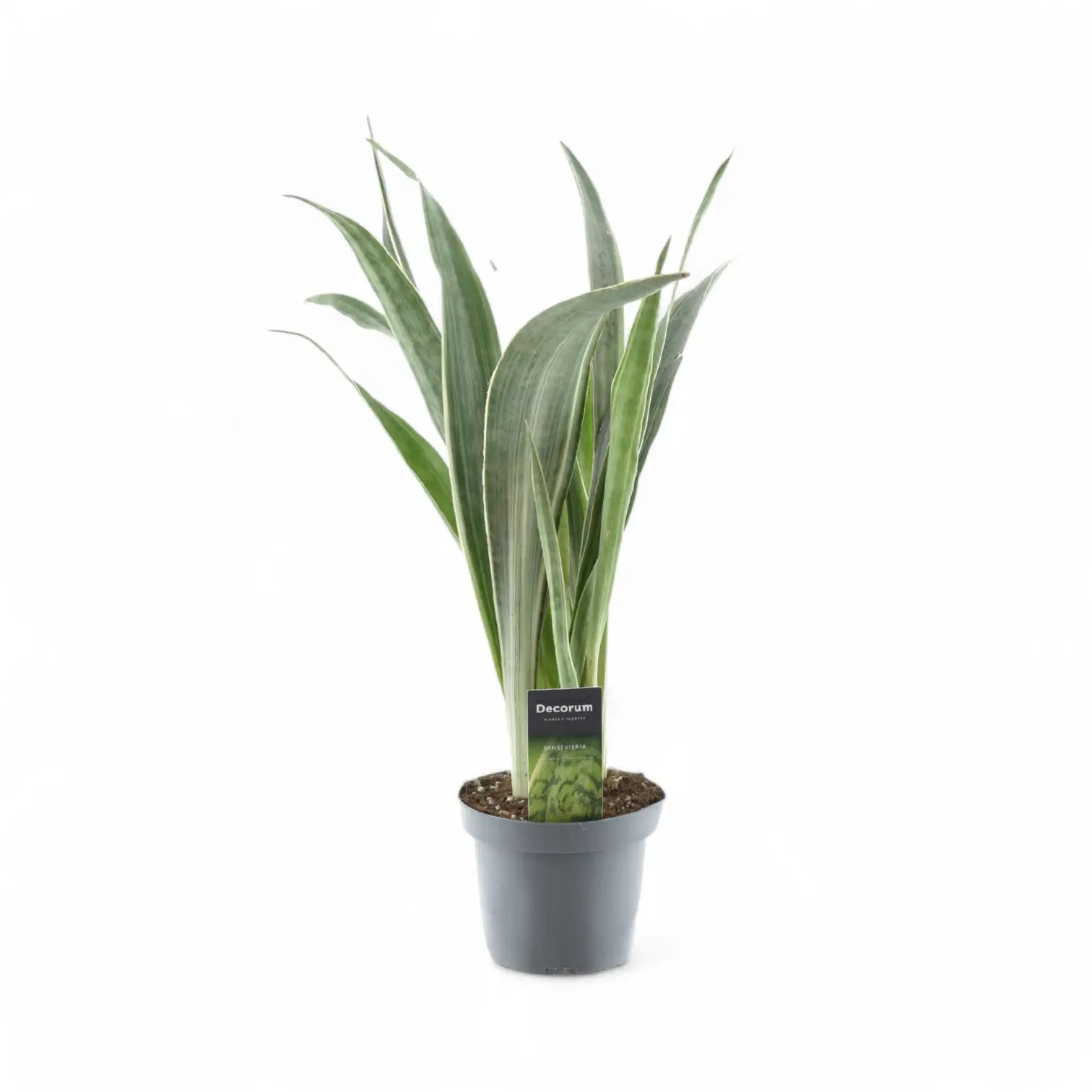 Dracaena (Sansevieria) trifasciata 'Metallica' – Topfpflanze im Kulturtopf vor weißem Hintergrund, Produktfoto 6.