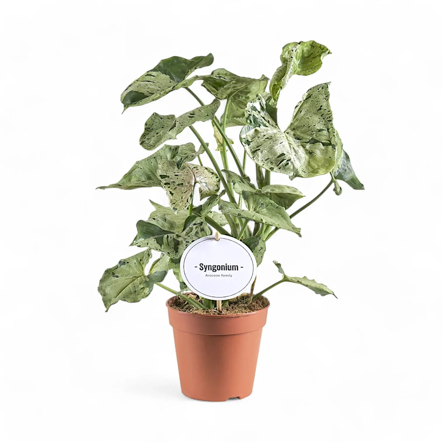 Syngonium podophyllum 'Green Splash' ('Grey Ghost') potted houseplant in nursery pot on white background, product photo 7.