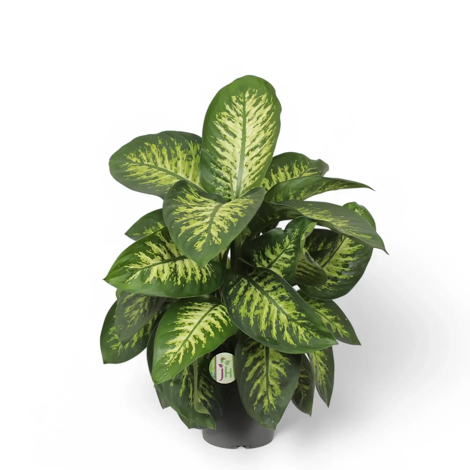 Dieffenbachia seguine 'Reeva' potted houseplant in nursery pot on white background, product photo 4.
