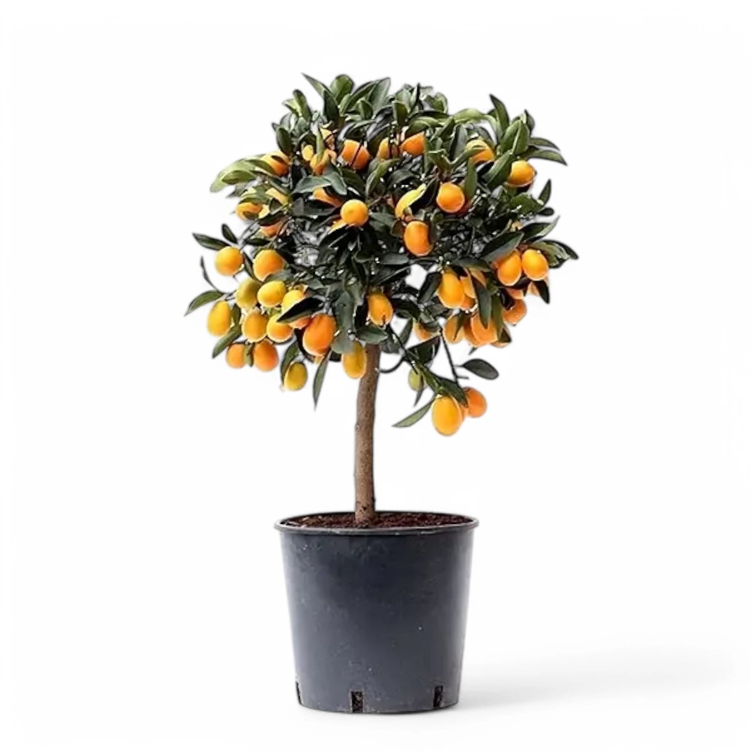 Citrus japonica 'Kumquat' potted houseplant in nursery pot on white background, product photo 4.