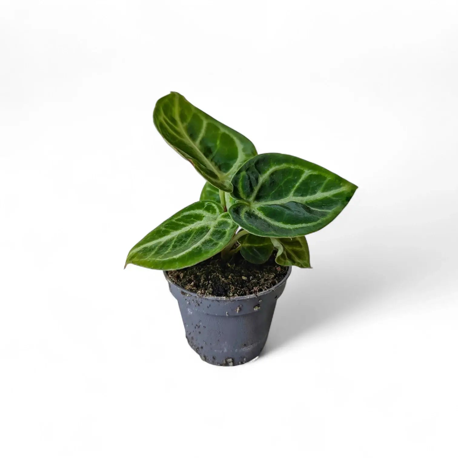 Anthurium 'Dorayaki' potted houseplant in nursery pot on white background, product photo 4.