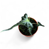Alocasia 'Loco' potted houseplant in nursery pot on white background, product photo 3.