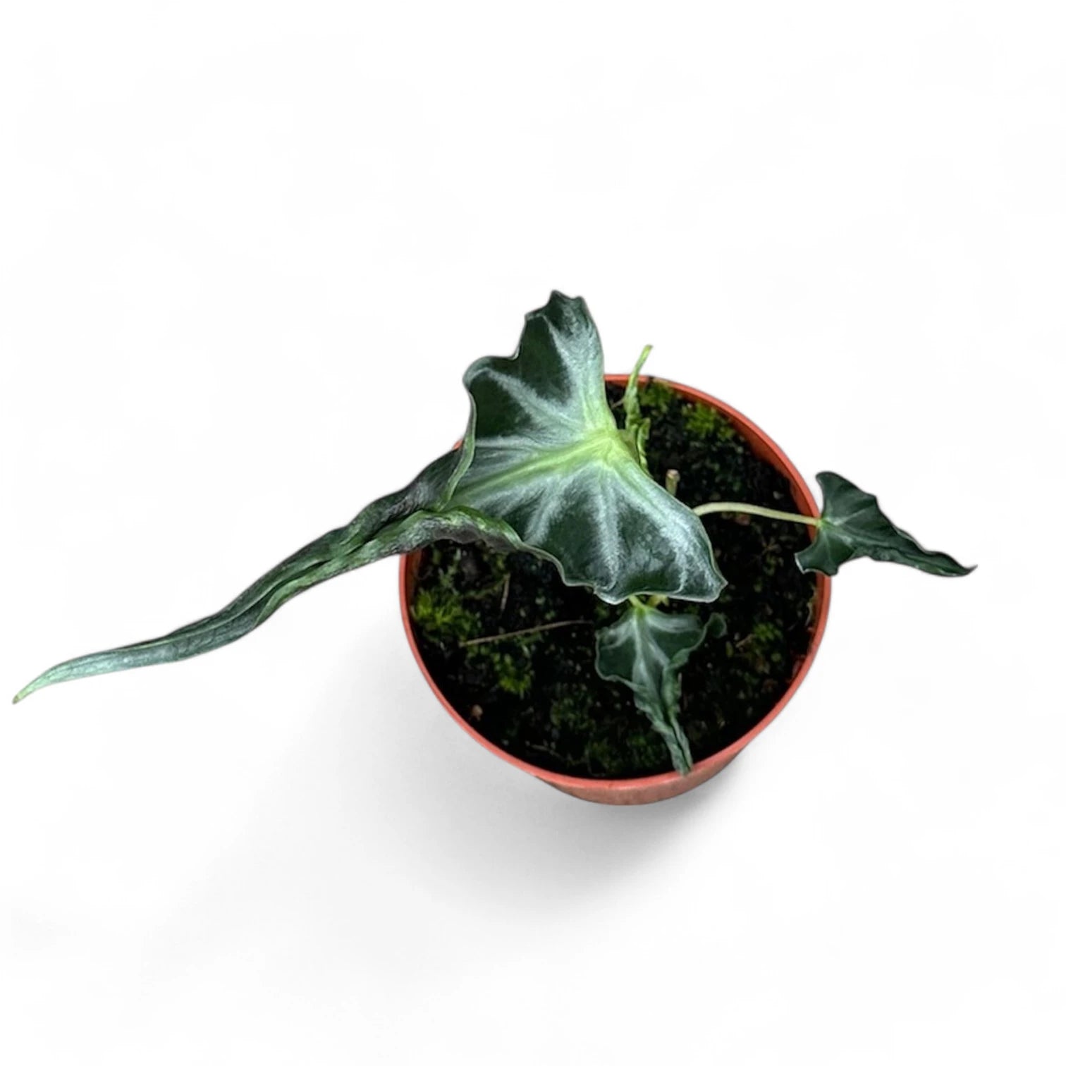 Alocasia 'Loco' potted houseplant in nursery pot on white background, product photo 3.
