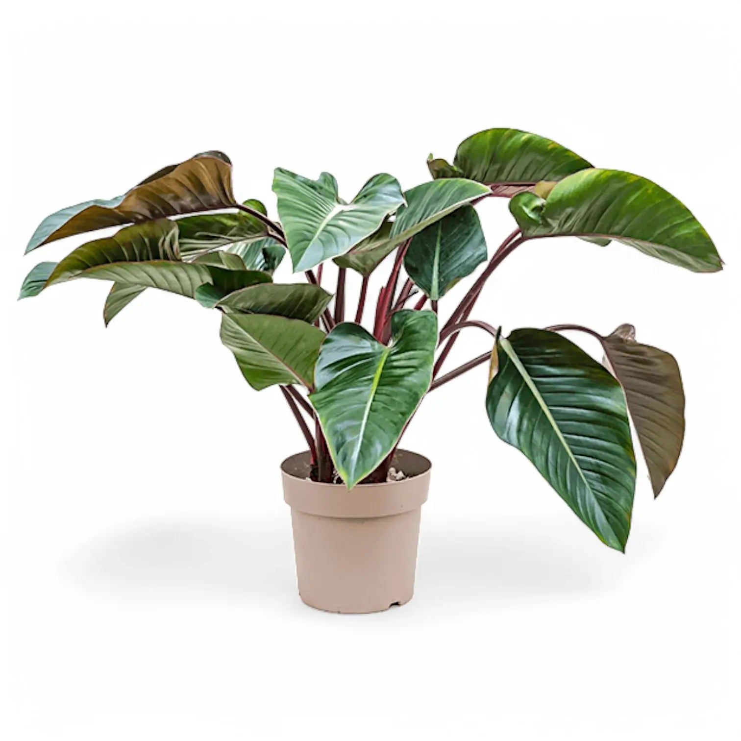 Philodendron 'Red beauty' – Zimmerpflanze im Kulturtopf auf weißem Hintergrund, Produktfoto 8.