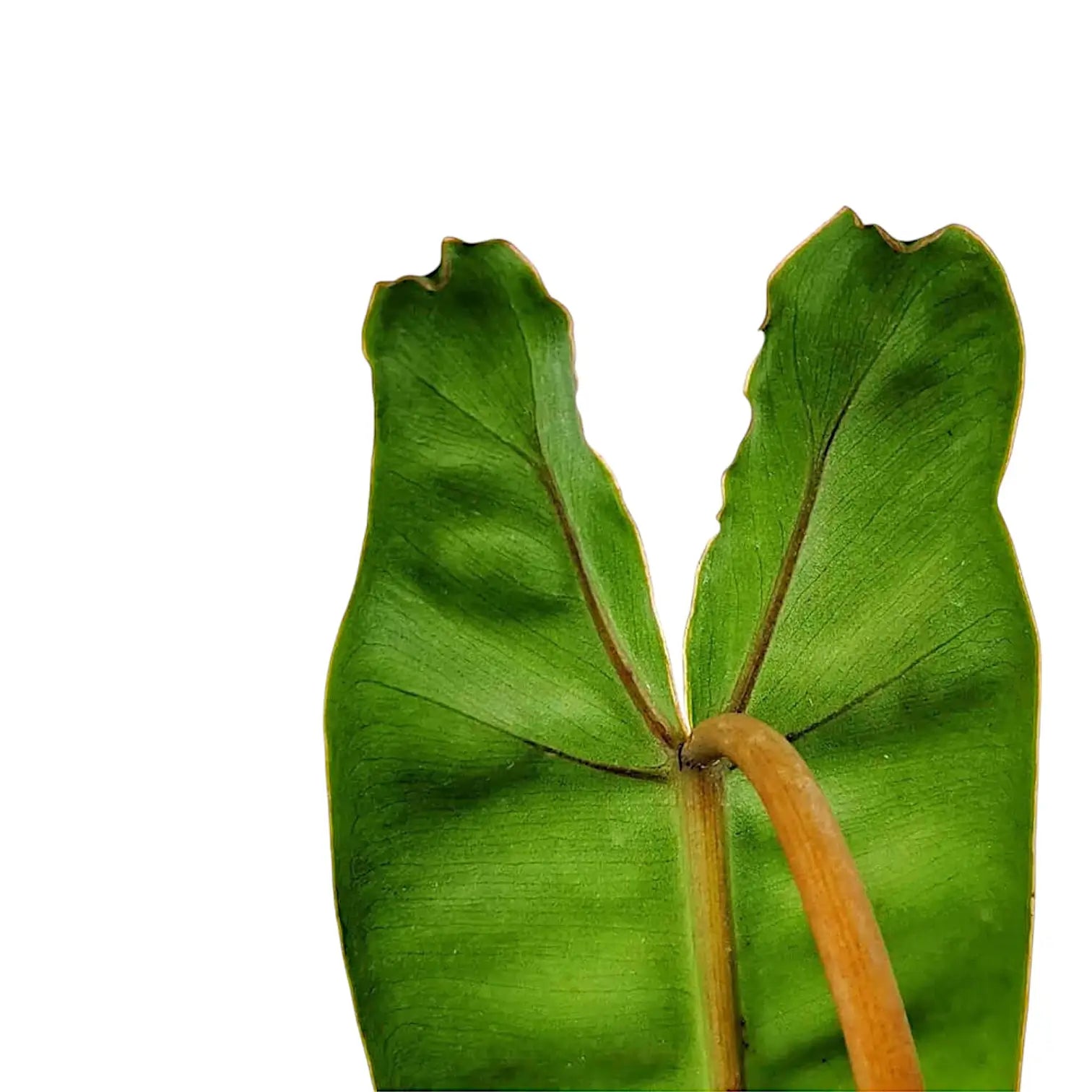 Philodendron billietiae – Nahaufnahme eines Blatts vor weißem Hintergrund.
