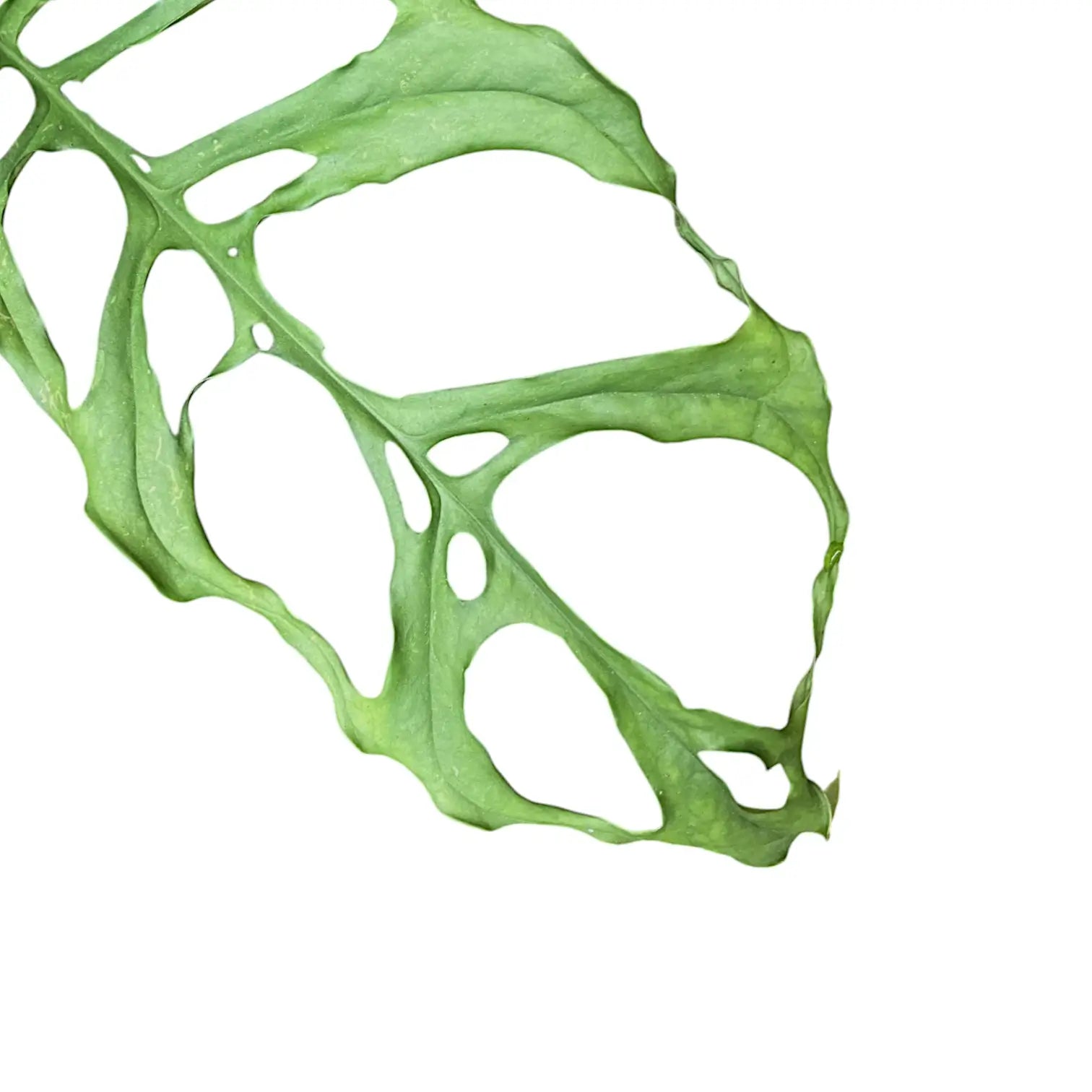 Monstera obliqua (Peru) – Blatt-Detailaufnahme auf weißem Hintergrund.