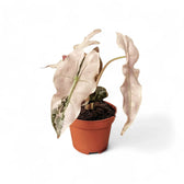 Alocasia 'Polly' Albo/ Pink Variegata potted houseplant in nursery pot on white background, product photo 4.