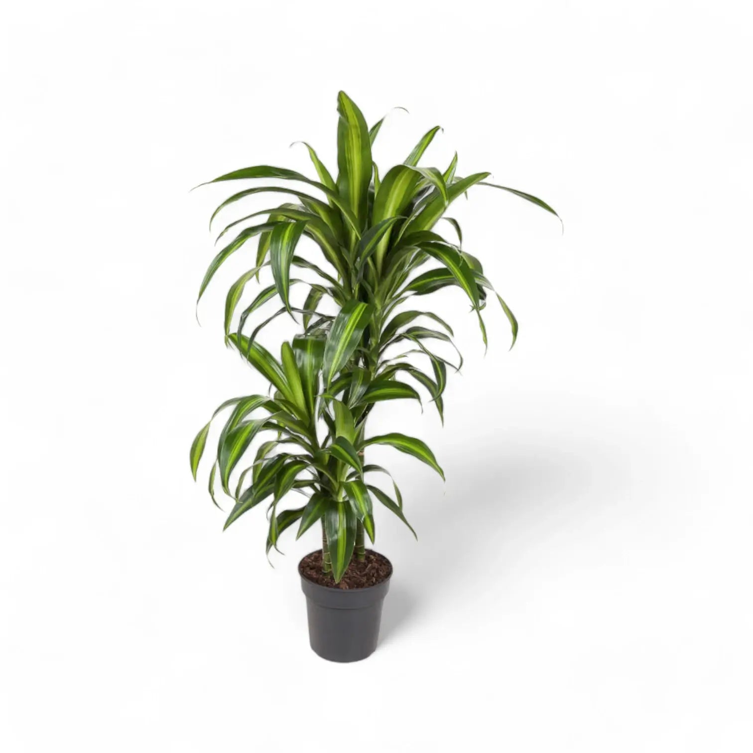 Dracaena fragrans ‘Hawaiian Sunshine’ potted houseplant in nursery pot on white background, product photo 4.
