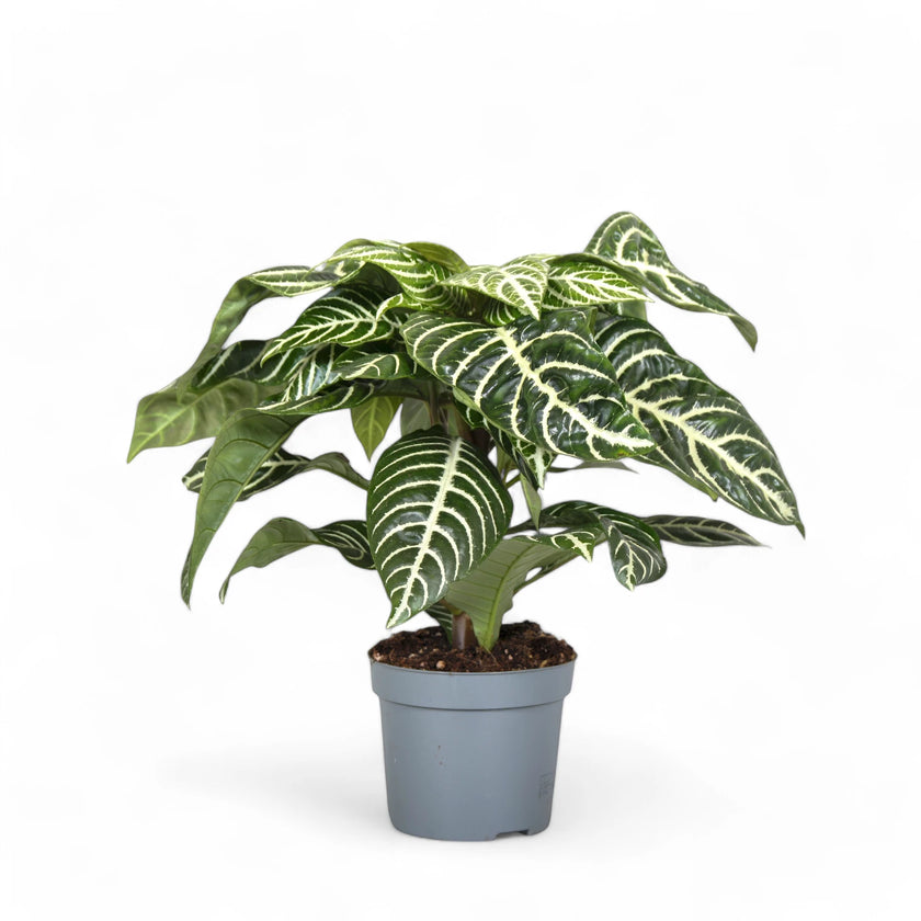 Aphelandra squarrosa potted houseplant in nursery pot on white background, product photo 2.
