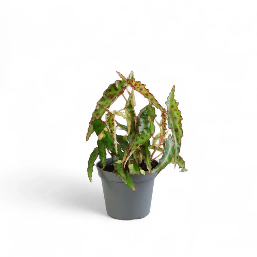 Begonia amphioxus potted houseplant in nursery pot on white background, product photo 2.
