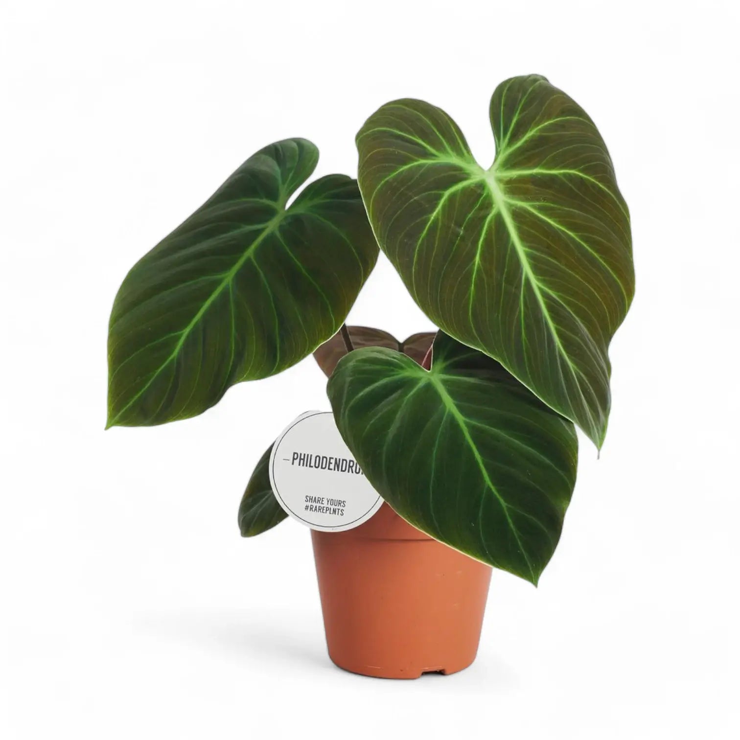 Philodendron 'El Choco red' (Philodendron rubrijuvenile) – Zimmerpflanze im Kulturtopf auf weißem Hintergrund, Produktfoto 11.