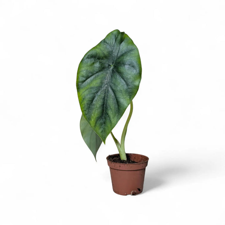 Alocasia clypeolata 'Green shield' – Topfpflanze im Kulturtopf vor weißem Hintergrund, Produktfoto 2.