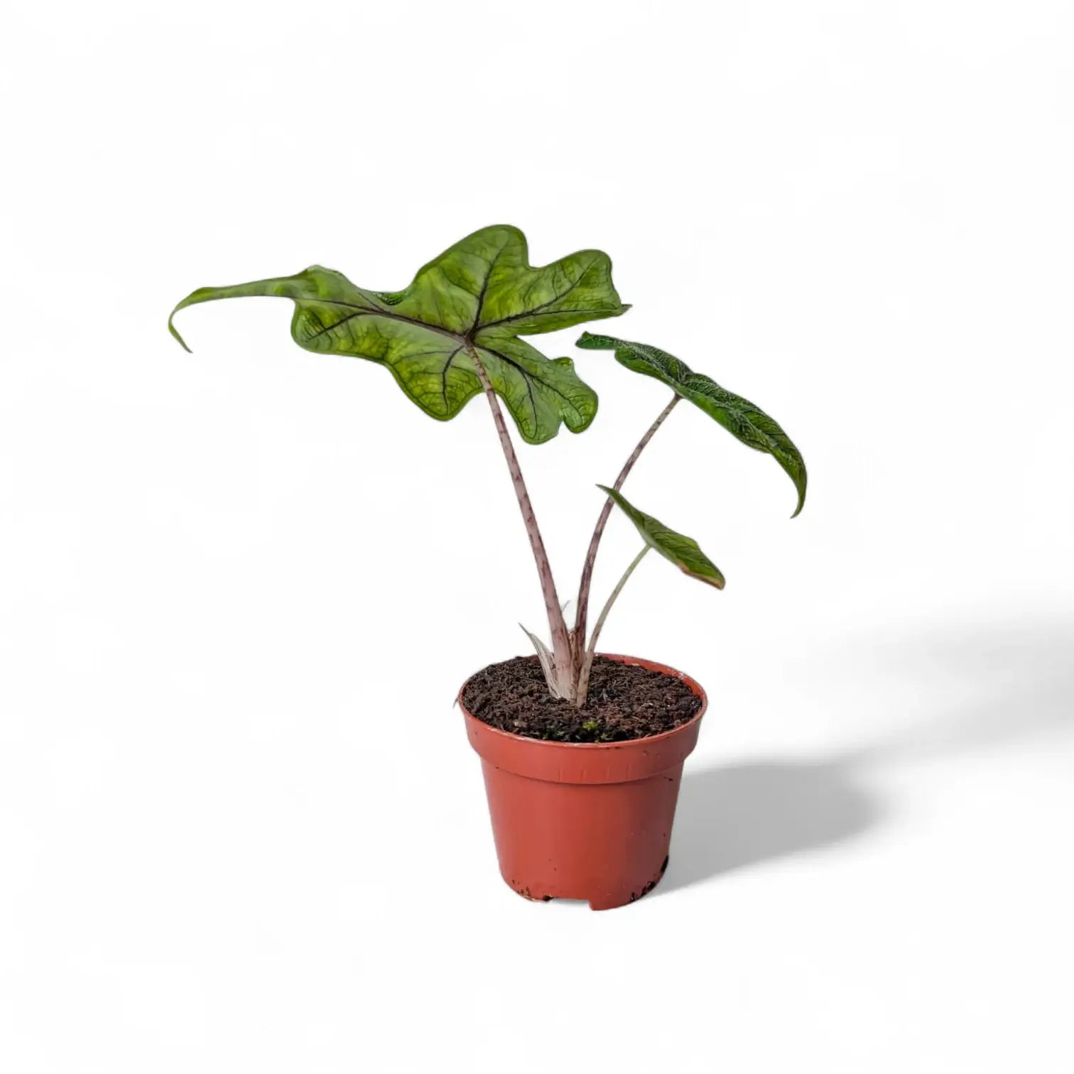 Alocasia 'Jacklyn' potted houseplant in nursery pot on white background, product photo 4.