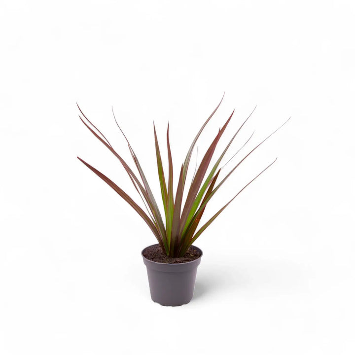 Dracaena reflexa var. angustifolia 'Magenta' potted houseplant in nursery pot on white background, product photo 3.