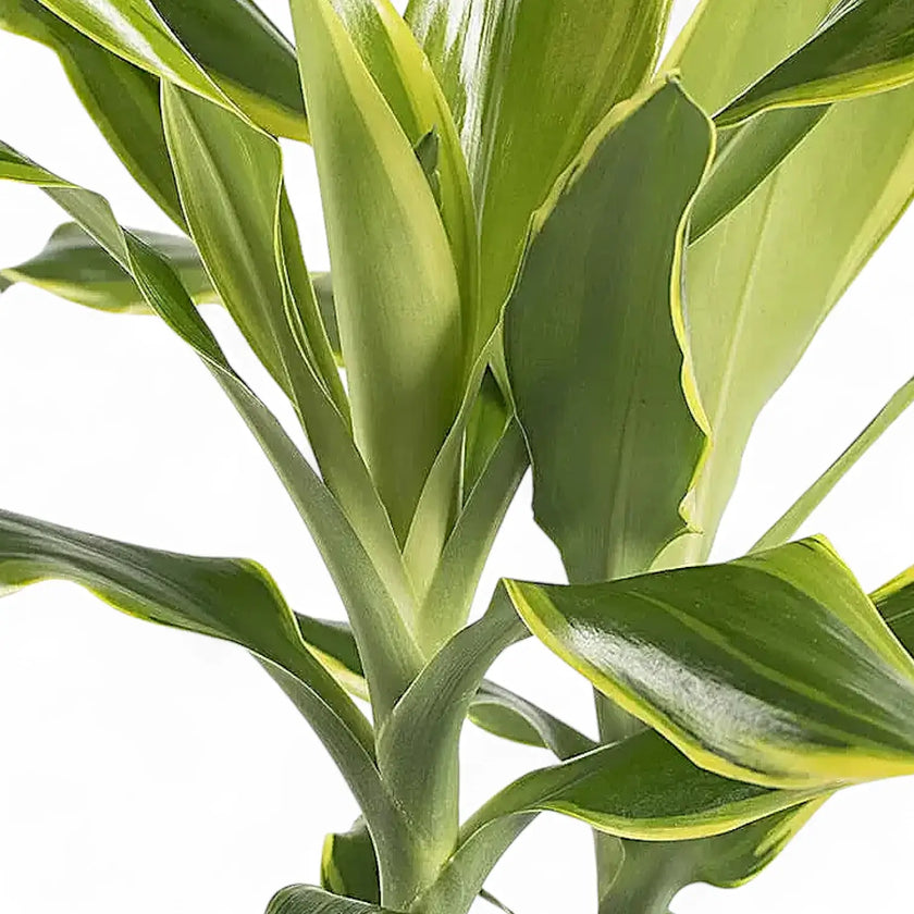 Dracaena fragrans 'Golden Coast' leaf close-up on white background.