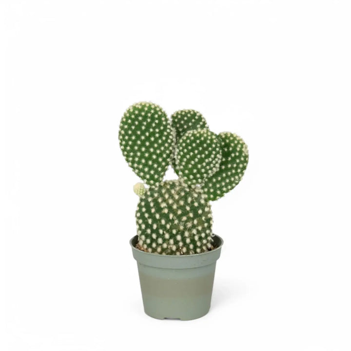 Opuntia microdasys var. albispina potted houseplant in nursery pot on white background, product photo 2.