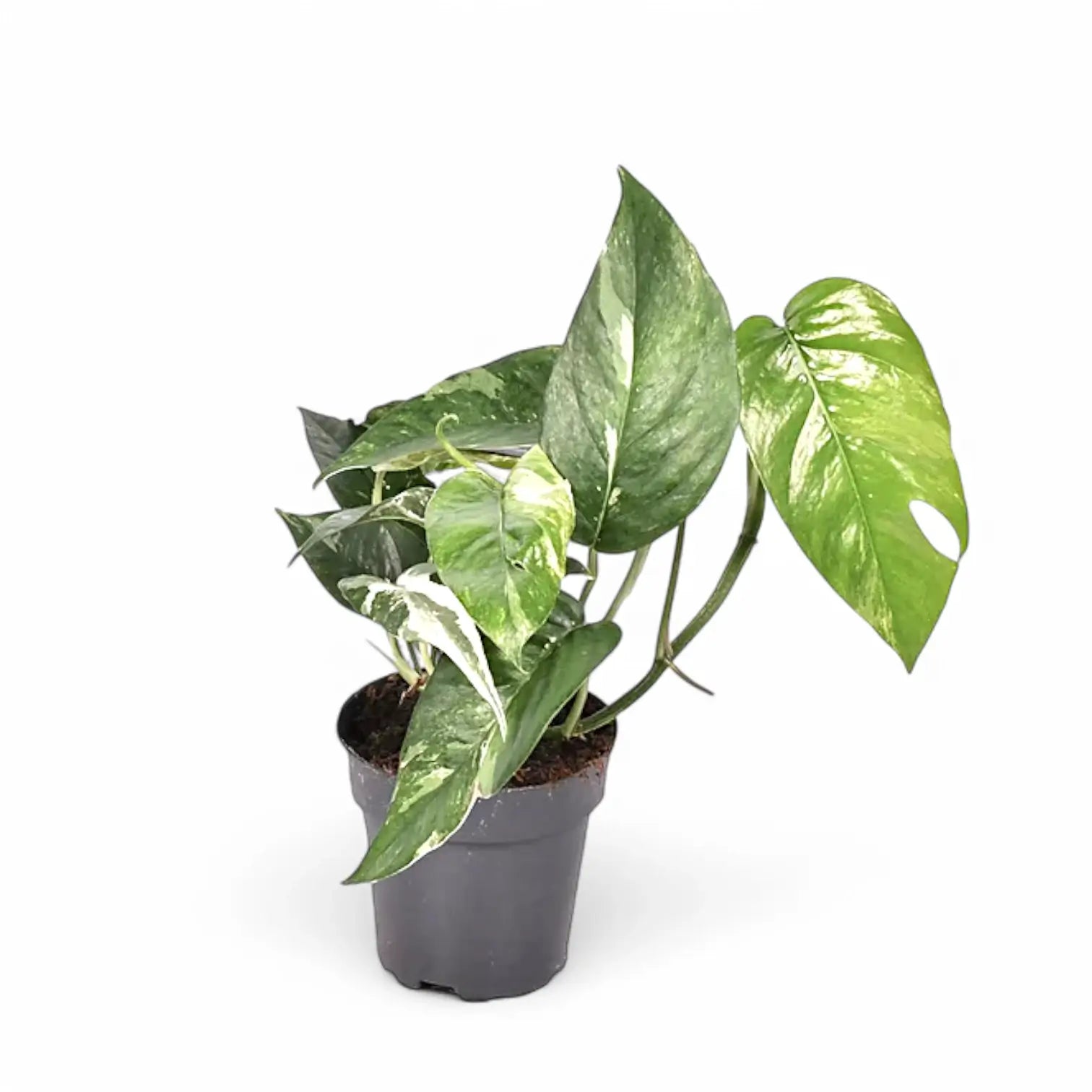 Epipremnum pinnatum variegata potted houseplant in nursery pot on white background, product photo 2.