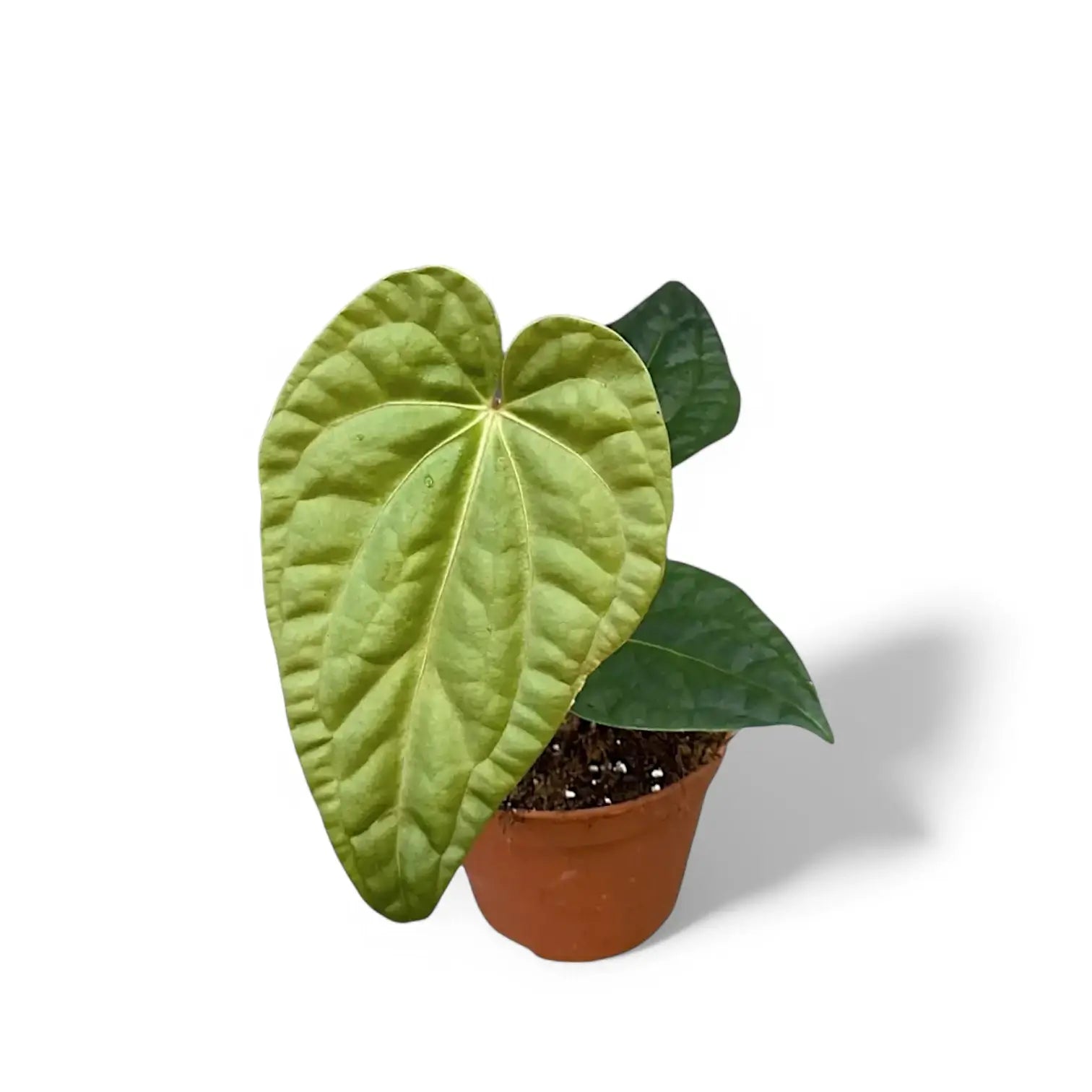 Anthurium regale x luxurians potted houseplant in nursery pot on white background, product photo 4.