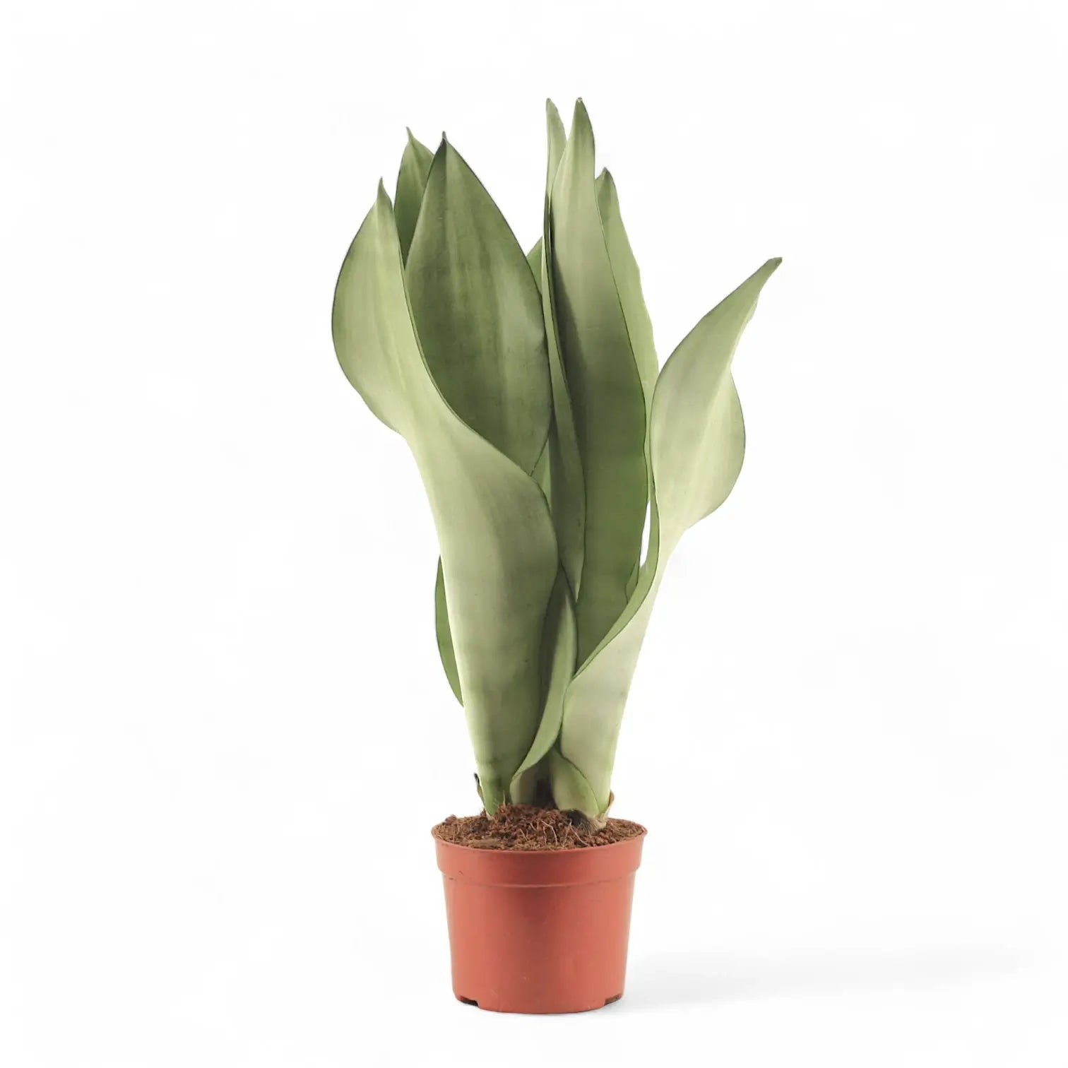 Dracaena (Sansevieria) trifasciata 'Moonshine' – Topfpflanze im Kulturtopf vor weißem Hintergrund, Produktfoto 11.