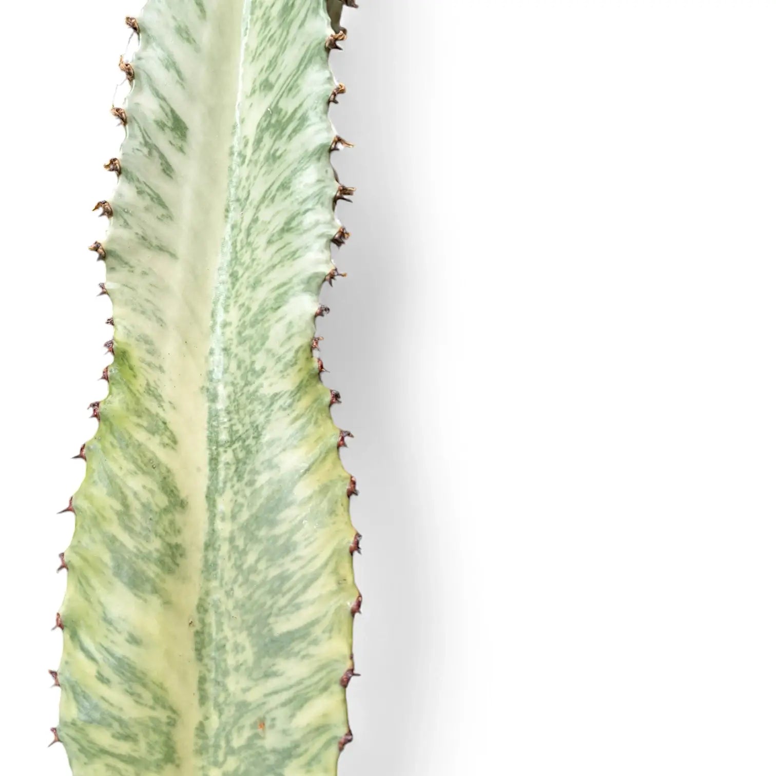 Euphorbia ingens 'Marmorata' – Topfpflanze im Kulturtopf vor weißem Hintergrund, Produktfoto 5.