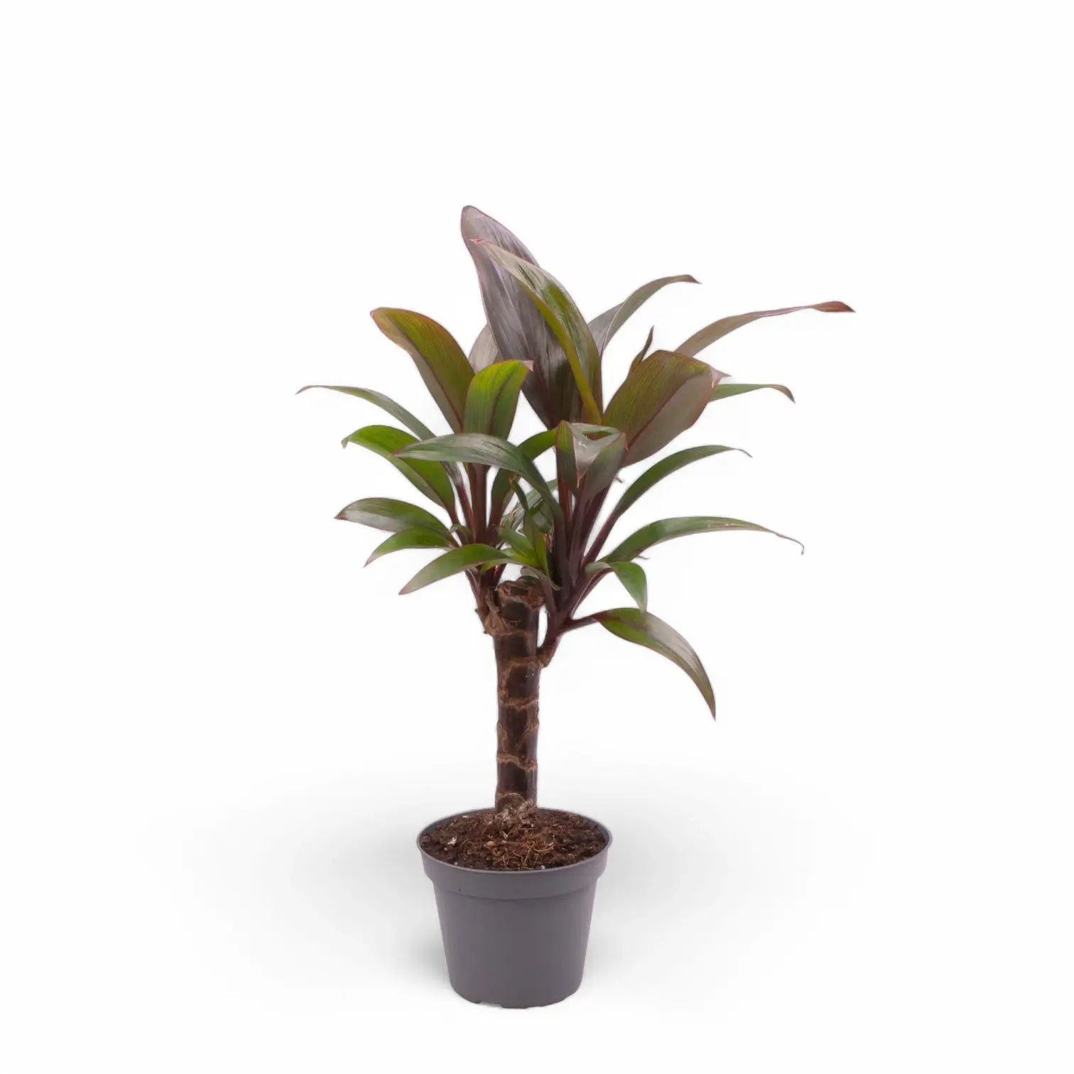Cordyline fruticosa 'Purple Compacta' – Topfpflanze im Kulturtopf vor weißem Hintergrund, Produktfoto 2.