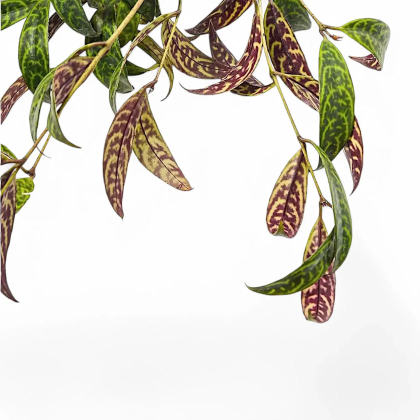 Aeschynanthus longicaulis (marmoratus) leaf close-up on white background.