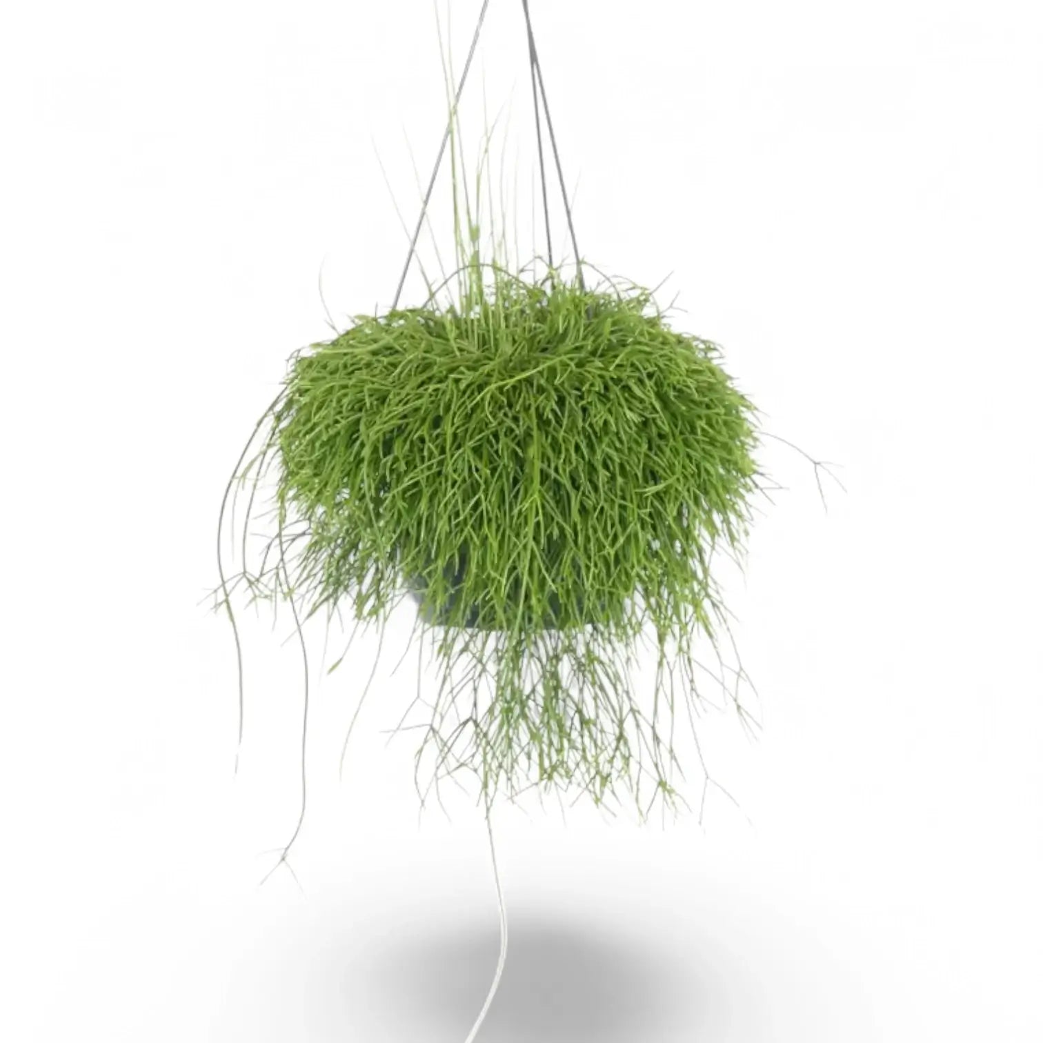 Rhipsalis baccifera – Zimmerpflanze im Kulturtopf auf weißem Hintergrund, Produktfoto 5.