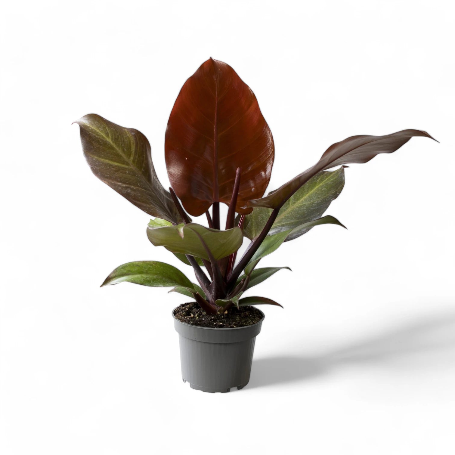 Philodendron 'Red Sun' potted houseplant in nursery pot on white background, product photo 8.
