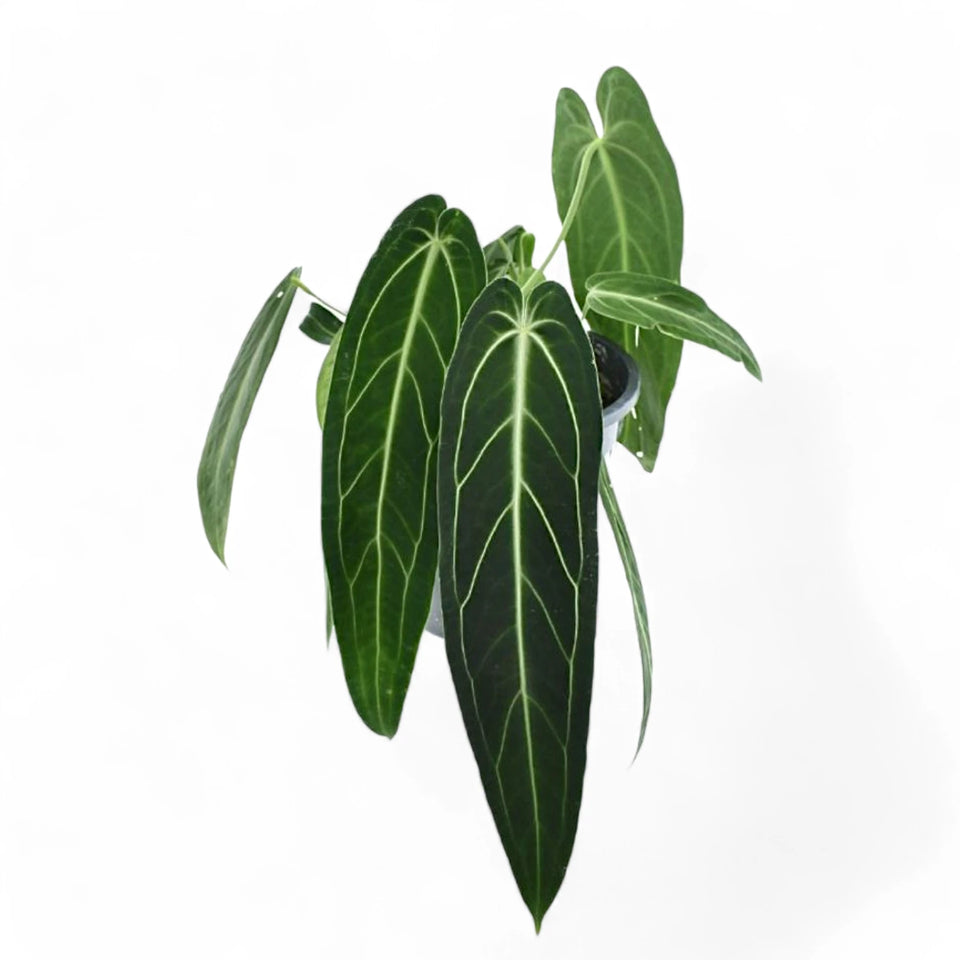 Philodendron verrucosum potted houseplant in nursery pot on white background, product photo 2.