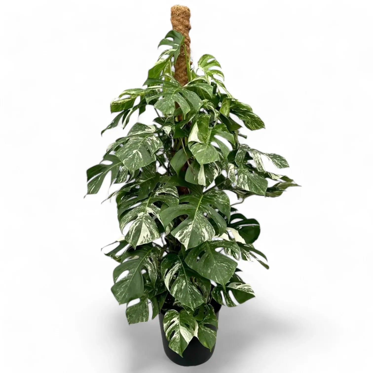 Monstera deliciosa Albo Variegata – Zimmerpflanze im Kulturtopf auf weißem Hintergrund, Produktfoto 7.