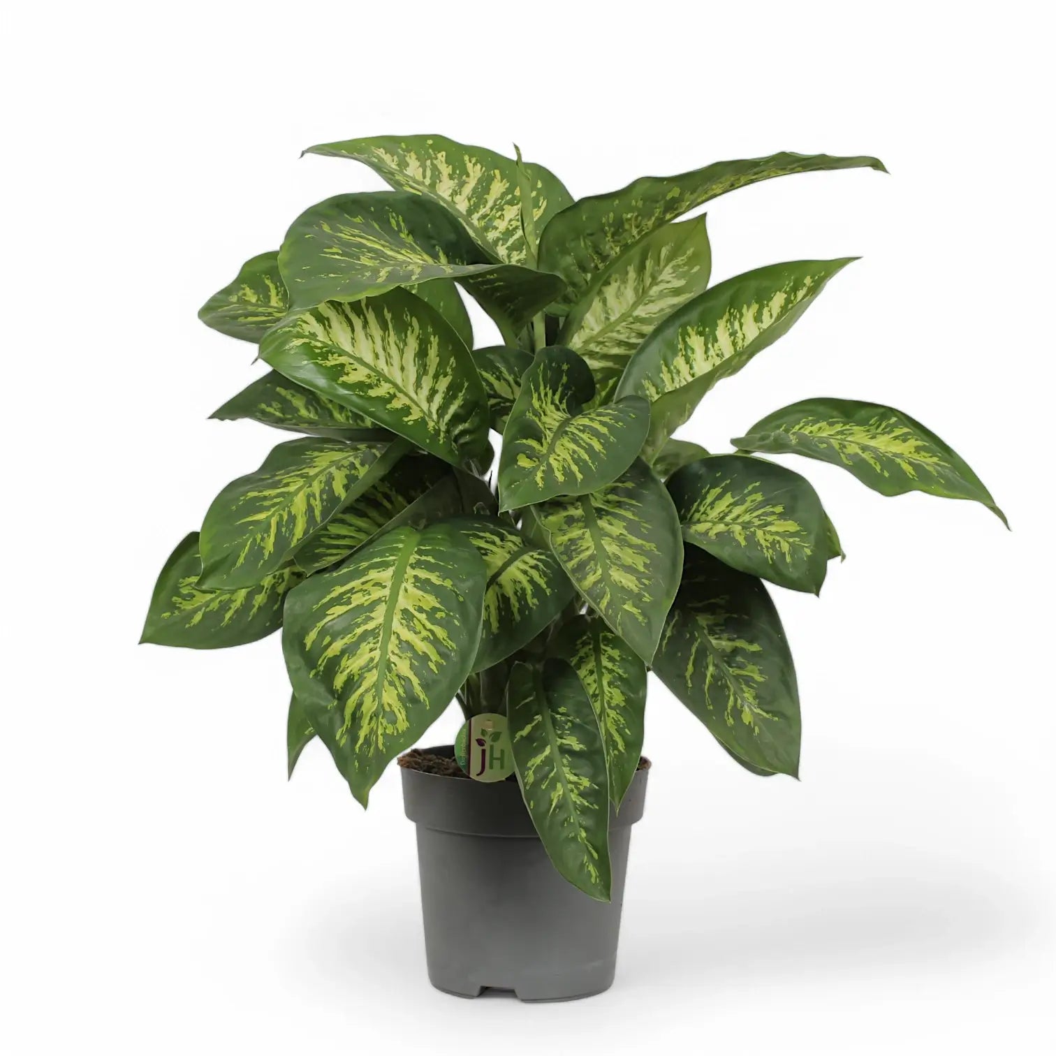 Dieffenbachia seguine 'Reeva' potted houseplant in nursery pot on white background, product photo 5.
