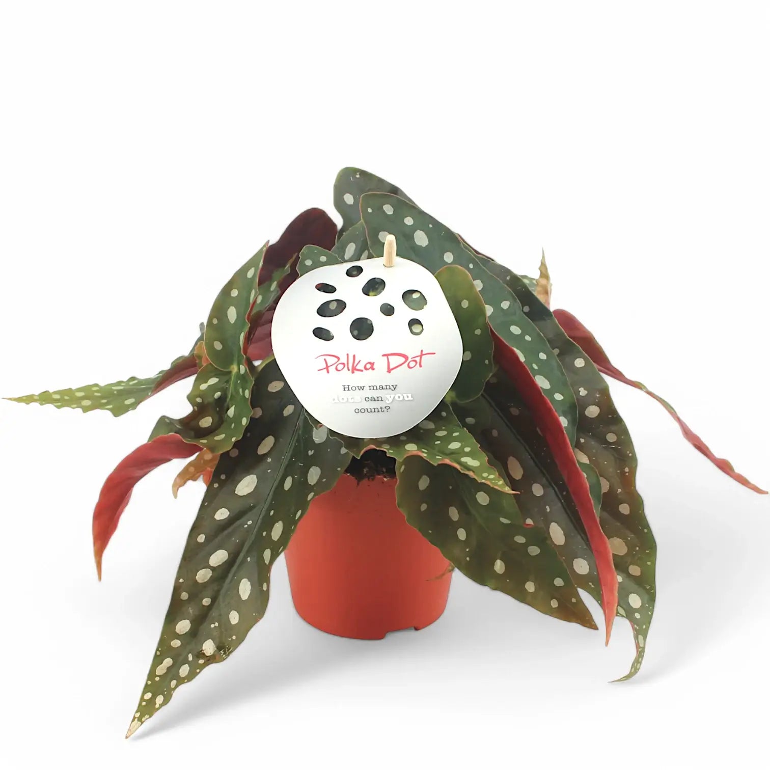 Begonia maculata 'Polka dot' potted houseplant in nursery pot on white background, product photo 13.